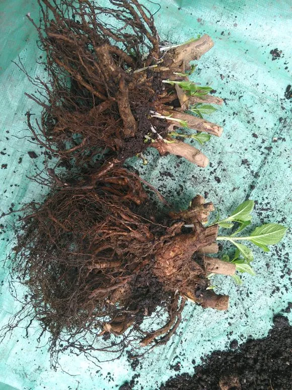 5种老桩花，别花大价钱买，难养活开花少，不值这个价！