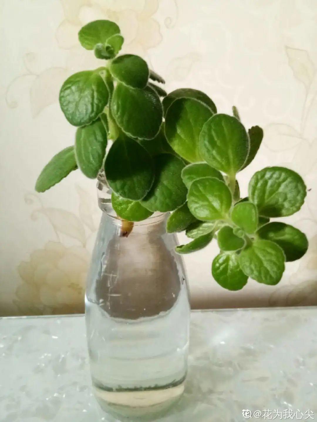 半死不活的花，扔水里，突然长疯了