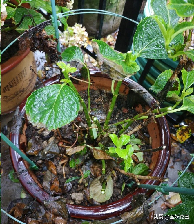 连续雨天，没修剪的绣球花大量黑杆了怎么办？教你3步救回来