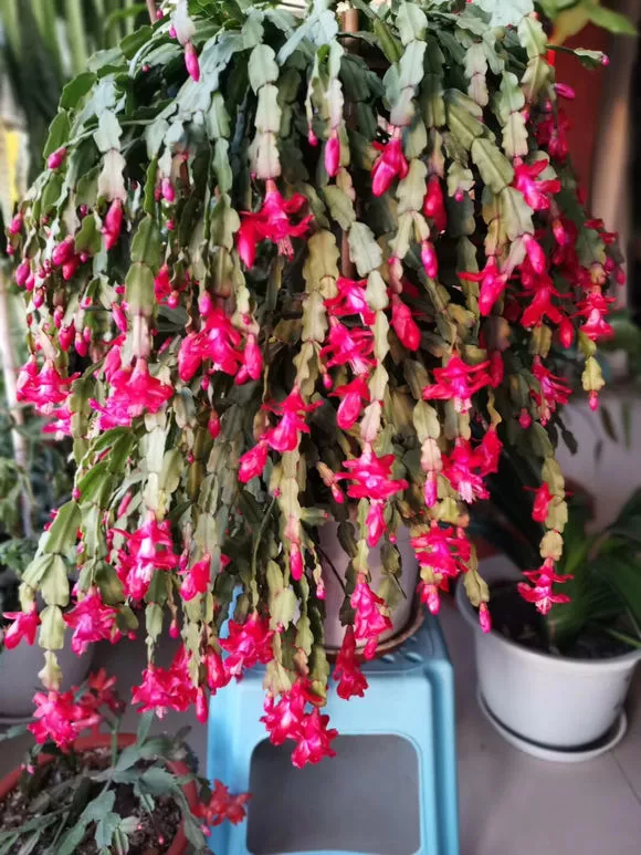 蟹爪兰与3种花“天生一对”，开出5层花塔，一次100朵