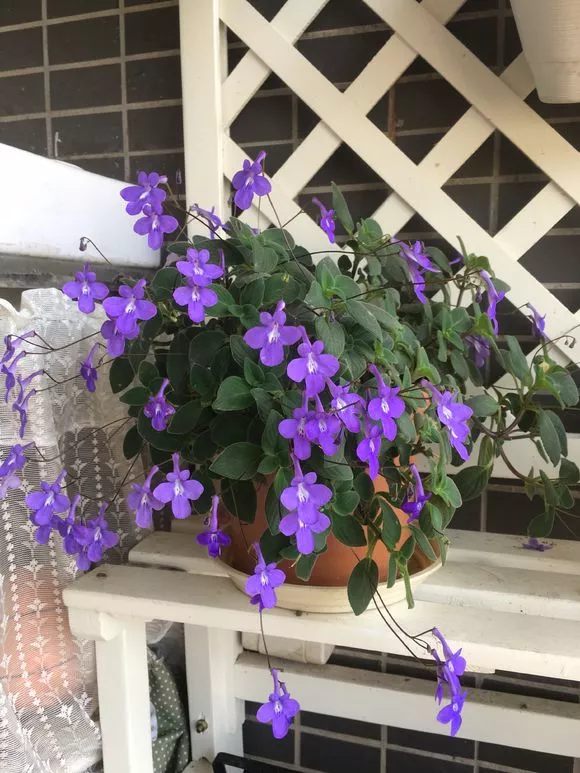 3种耐阴花，家里采光差也能长得旺，四季开花太好看了