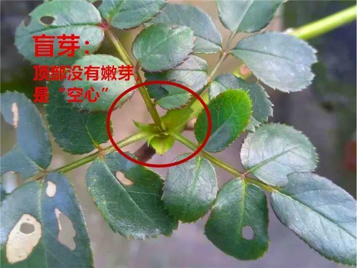 带花芽的枝条不能修剪，未来全是花苞，一剪就亏了