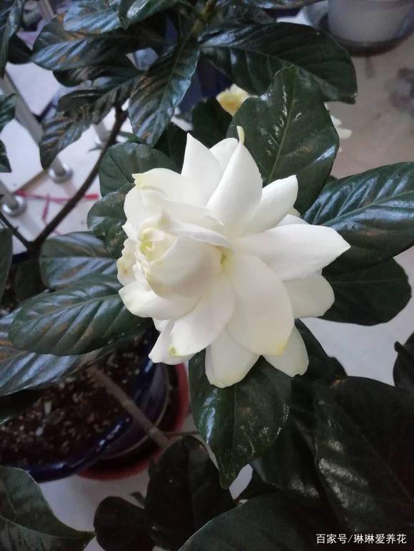 这4种花，很适合在春天购买，适应家中环境，提早就能开花