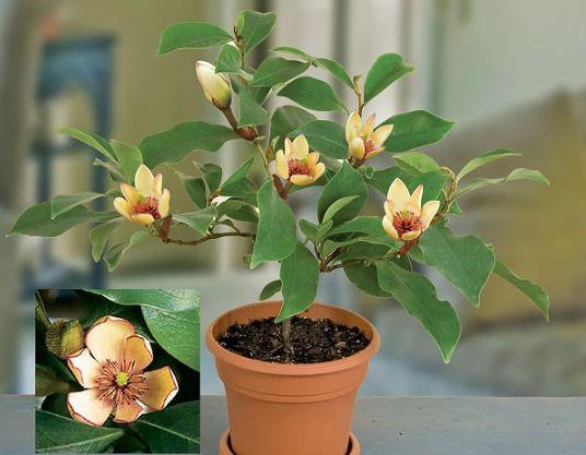 养花大全,收藏起来,什么花都能养好! 养花大全,收藏起来,什么花都能养好!