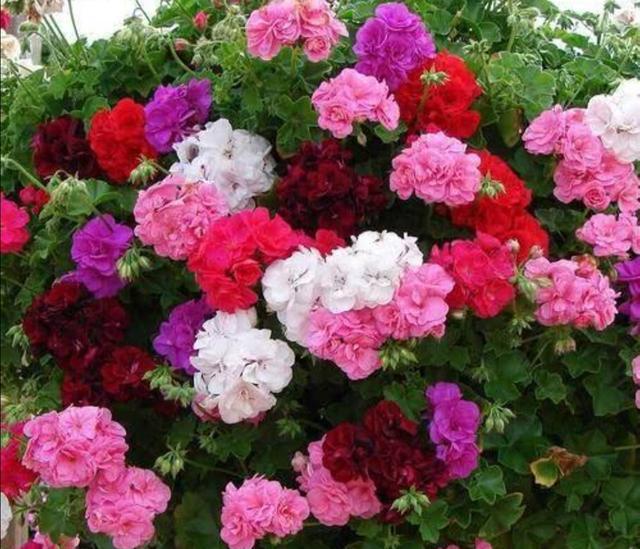 这4种花种在院子里，让你每天好心情