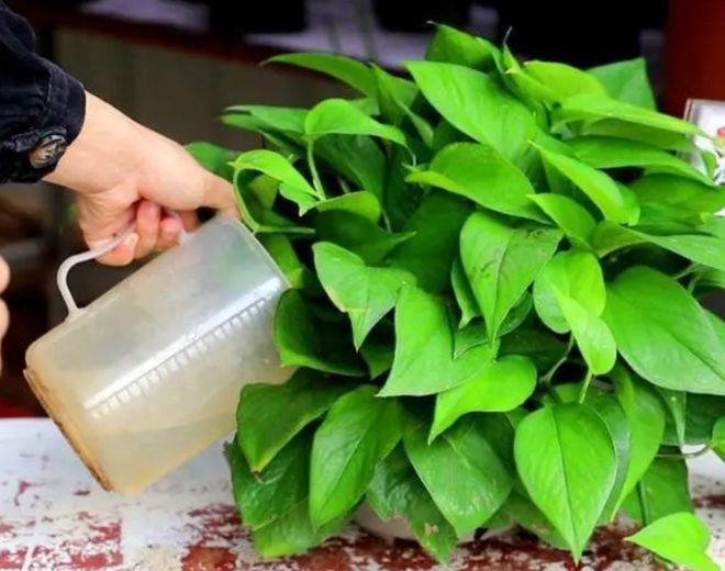 自制4种养花“营养液”，半个月浇一次，花儿长得茂盛，开花多