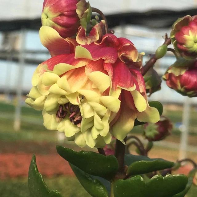 5种花难复花，别再期待了，都是些“一次性花”，介意就不要养