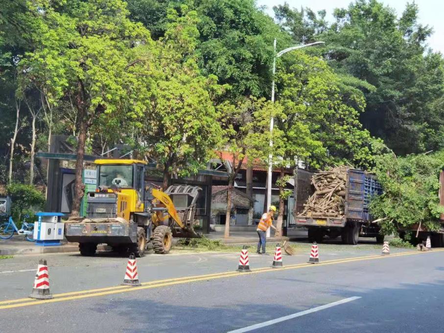 为民办实事，东莞莞城城管消除园林绿化安全隐患