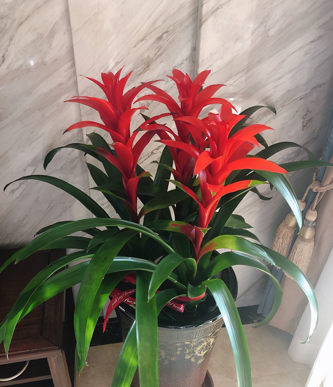 3种花好看又耐看，一开3个月，别以为是“假花”给拔了