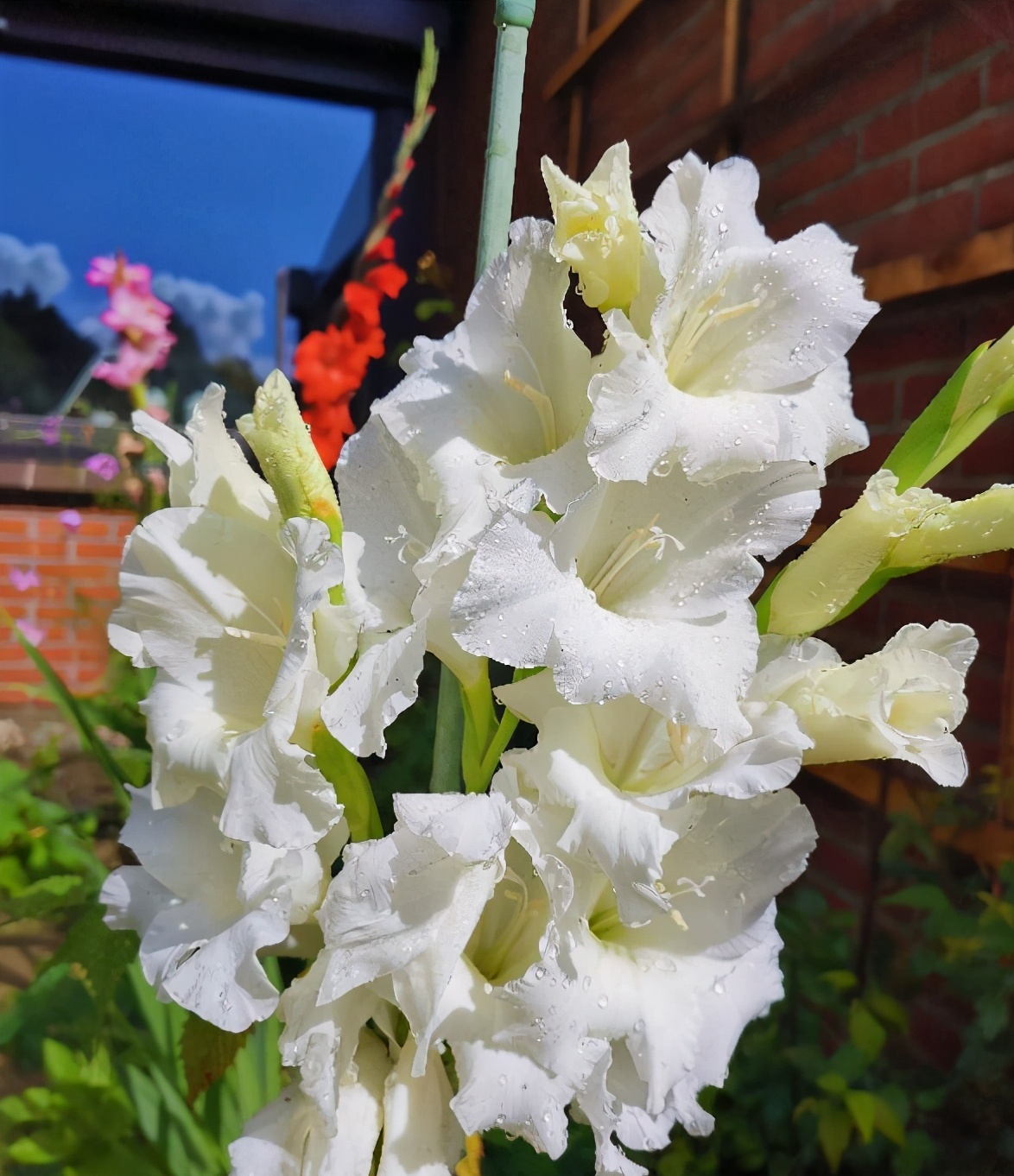门前种一排剑兰，长成花篱笆，邻居纷纷围观拍照