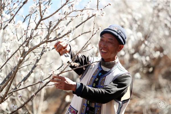 春天“犇”腾而至！云南各地春耕备耕忙