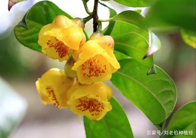 都是茶花，为何它是“大熊猫”？原因很简单