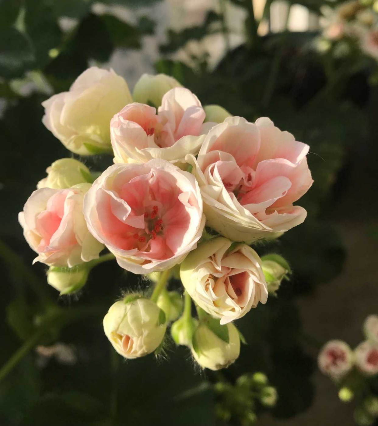 天竺葵国王怎么养？这样做，苗壮花多颜色美，很勤花