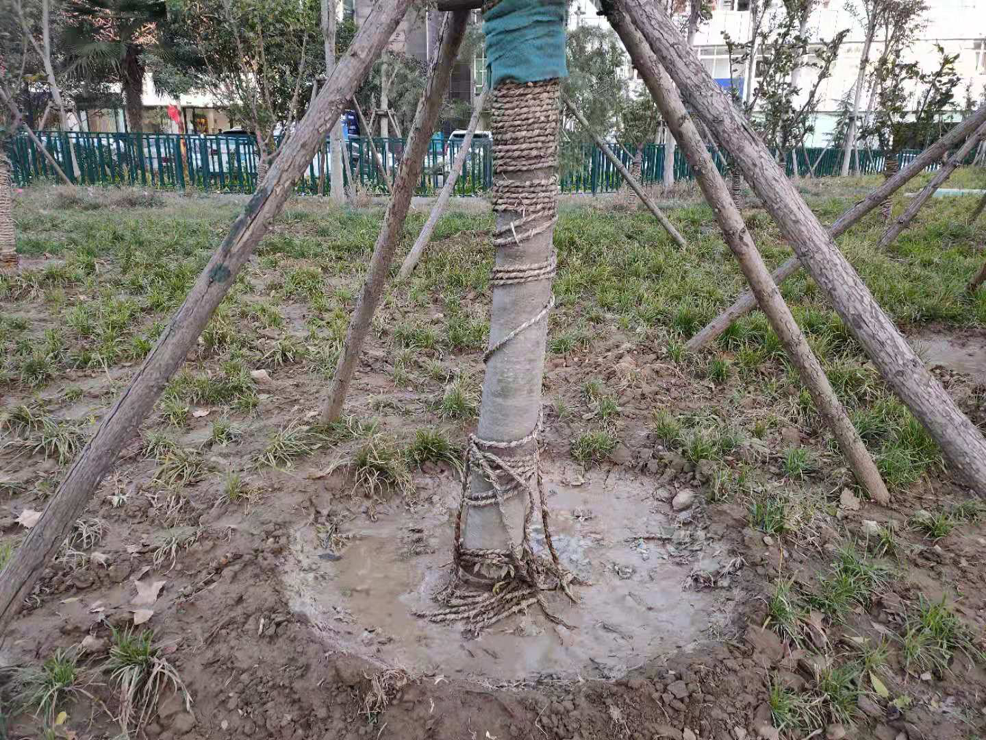 冬季树木防寒养护七关键,缺一不可 冬季树木防寒养护七关键,缺一不可