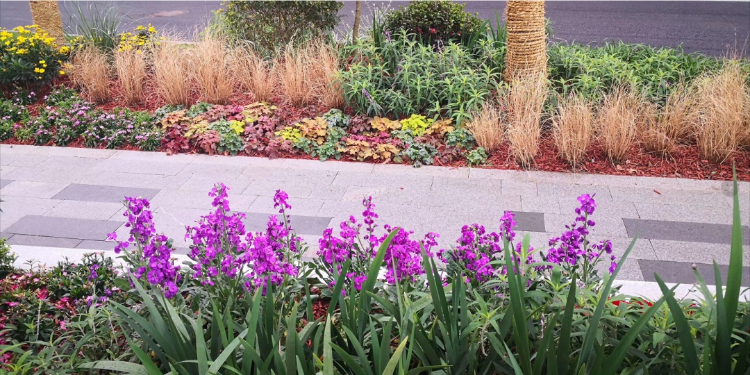  全长6.3公里！苏州河静安段景观绿化正式开放