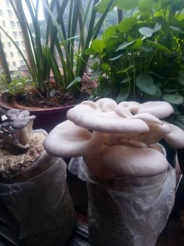 10块钱买了3个菌袋，种出的蘑菇圆滚滚，摘一把还能做菜