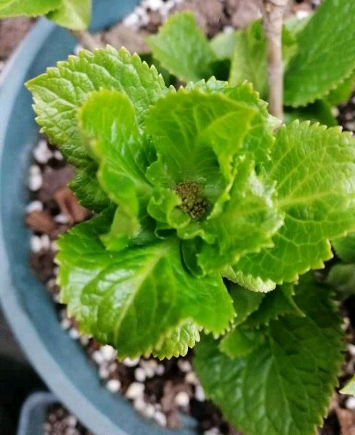 春天的绣球花，要做好3件事，长势喜人，花苞多花球大