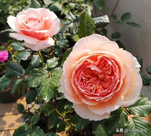 秋天养月季花，了解掌握几个要点，猛长笋芽侧芽，来年花量翻倍