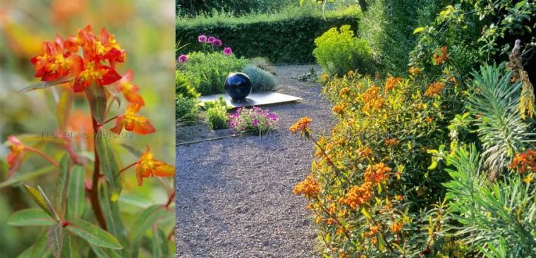 英式传统花境的现代演绎亮了,附全部植物配置品种,开眼了 英式传统花境的现代演绎亮了,附全部植物配置品种,开眼了