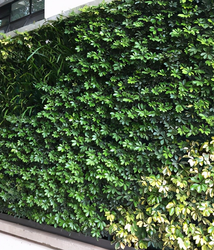 绿化植物区应该怎样去选择？