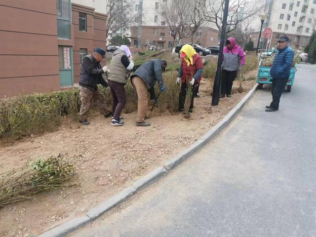 黄海路街道：全域清扫靓底色，绿化补种靓颜值