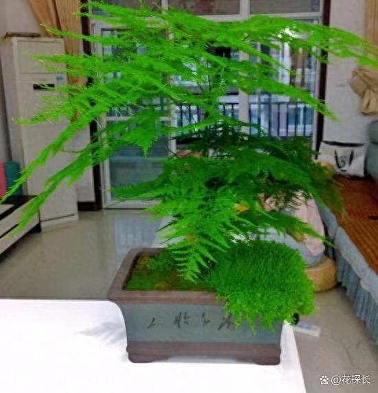 秋冬时节，养这5种花注意了：它们最怕浇水，浇一盆枯一盆