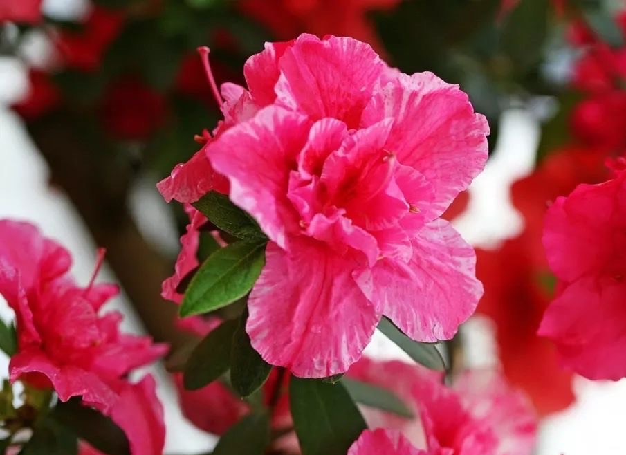 秋季养杜鹃花，着重注意“4点”，花期开爆盆，花大而鲜艳