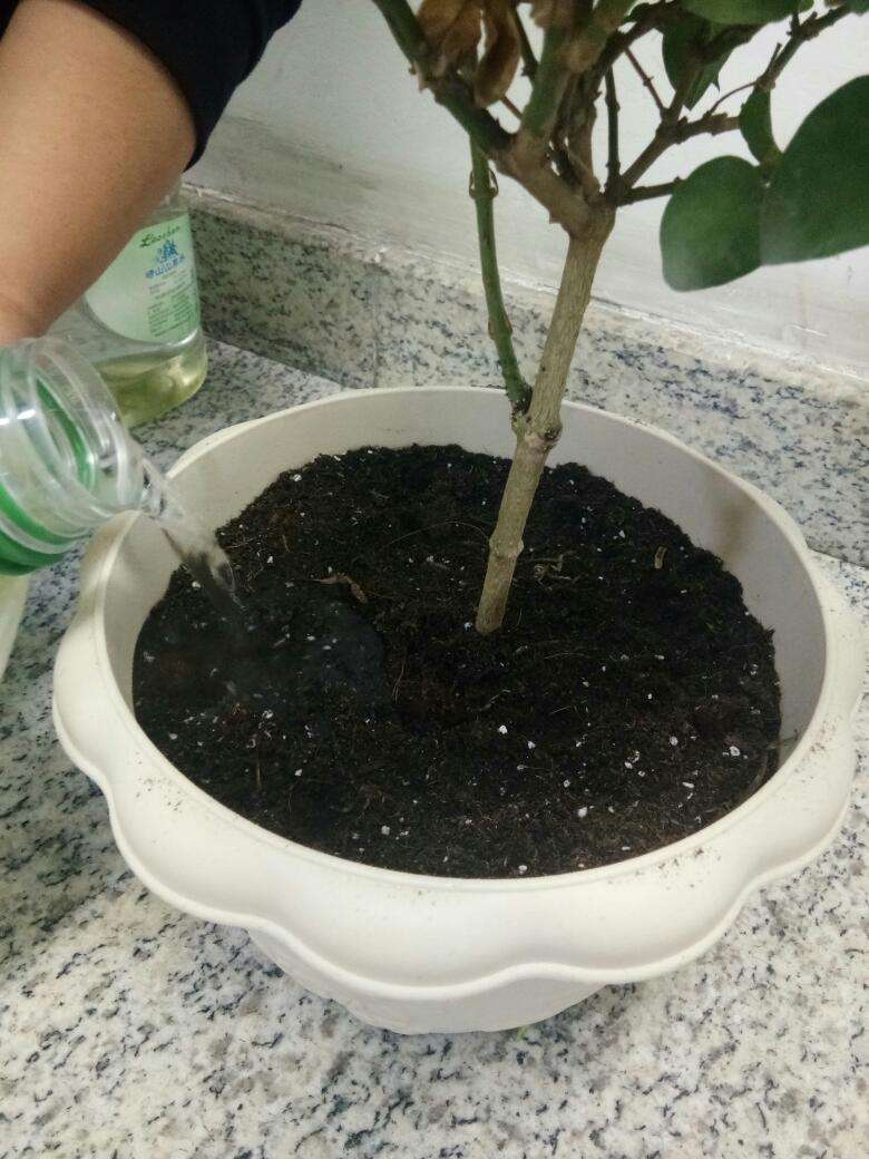 这4种情况不能换盆！不然花养不好，还容易烂根