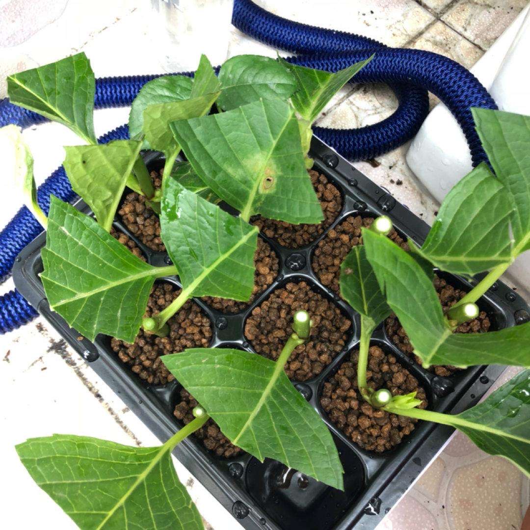 夏季扦插这几种花，不用生根水，7天就长根，不久就开花