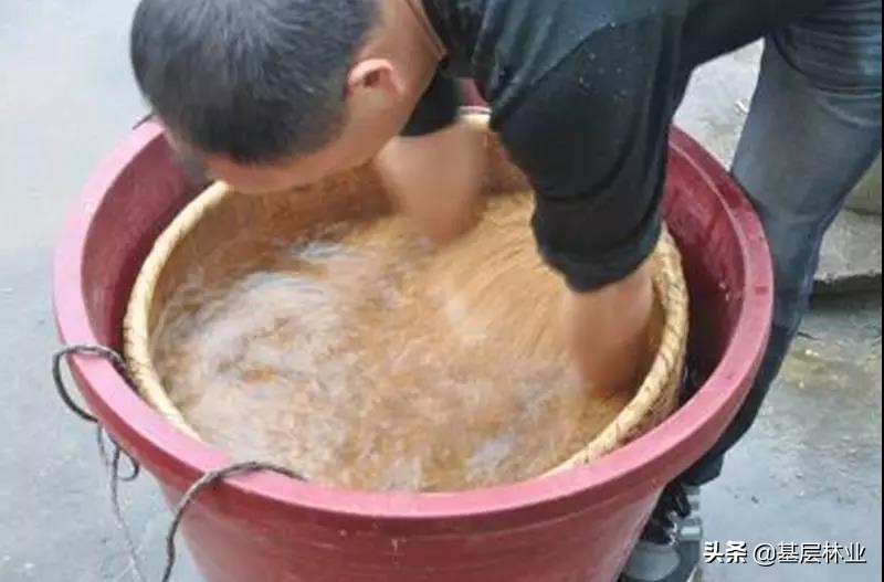 常见的香樟种子怎么育苗