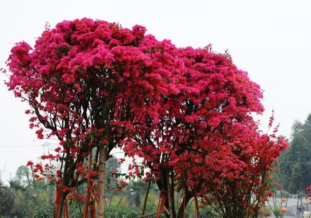 院子种2棵巴西进口花，花开似海，风景独特