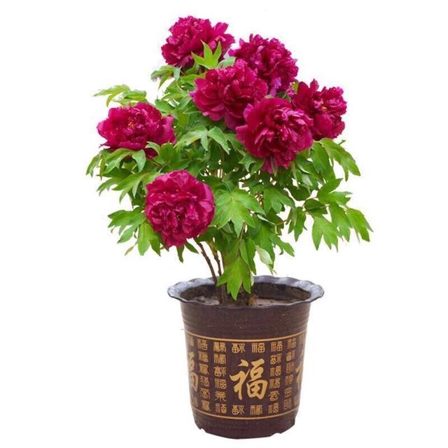 老话“客厅有花，富贵到家”，花友：不是迷信，很有道理！