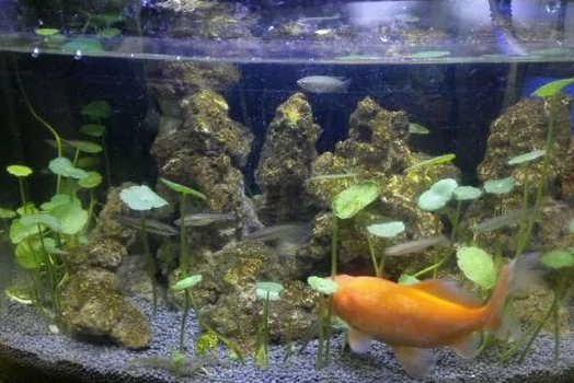 秋冬时节养铜钱草，和金鱼一起水培，注意此4点，既省钱又省心