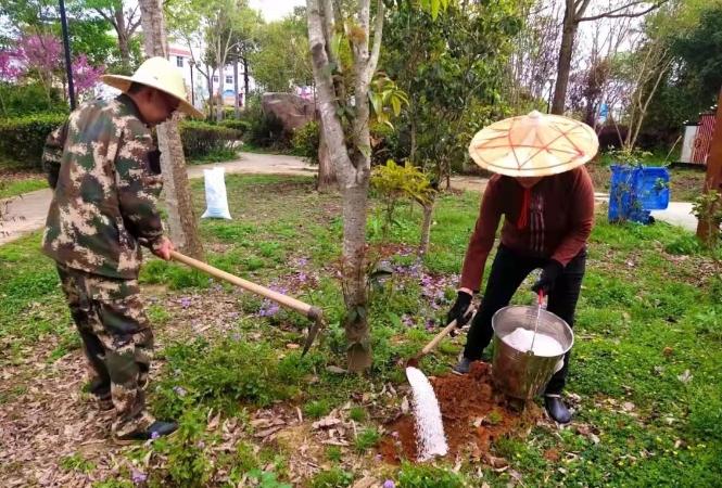 福建省长汀县策武林业工作站组织护林员对策武镇集镇周边绿化树木进行养护