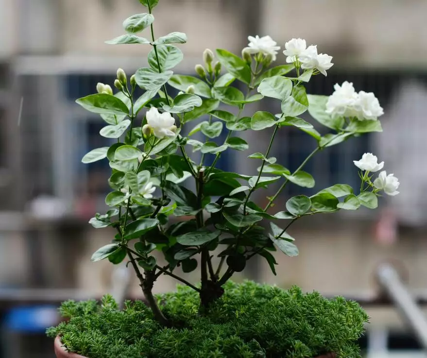 天热了4种花要“剪一剪”，剪完后花朵狂冒，花期延长2个月