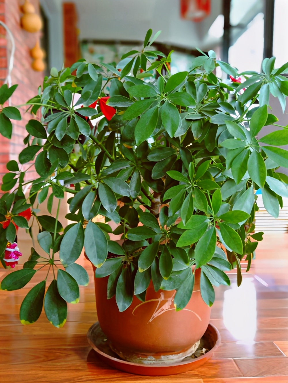 4种容易招病虫害的植物，都是什么原因造成的，对症下药