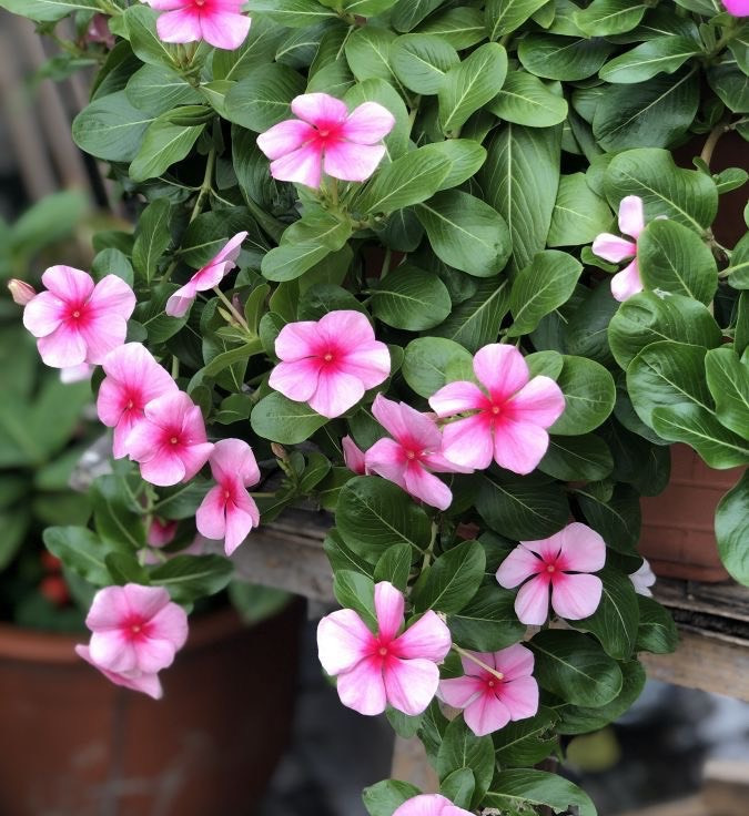 春天可以播种3种花，花量大花色美很好养，阳台更美了