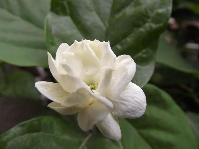 见过颜值极高的虎头茉莉吗？芬芳馥郁，花期长，新手养花首选