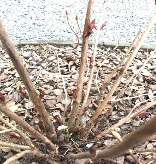 现在养绣球，室外“虐一虐”，来年开花压弯枝