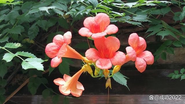 家乡美景风光秀：衡阳市南湖公园凌霄花绚丽绽放，灿烂夺目