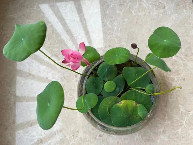 植物界的6种“花美人”，谁看了都喜欢，容易养“上瘾”