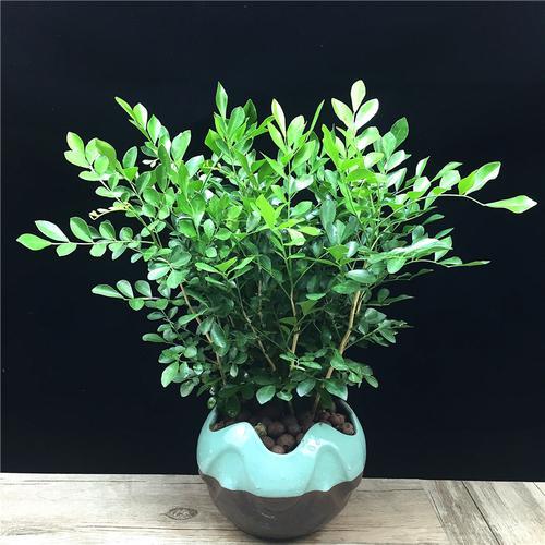 家里养盆九里香，花如其名，每次开花香味飘远，满树都是小白花！