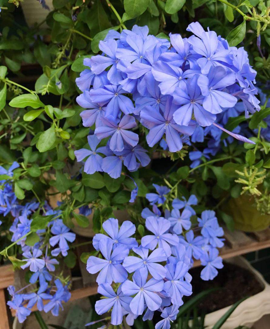 扦插5种花，生根长芽快，来年阳台繁花似锦变浪漫花园