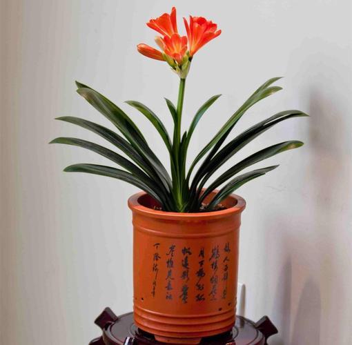 君子兰如何养得叶大油绿，关键是要这样做，还能开出大花箭