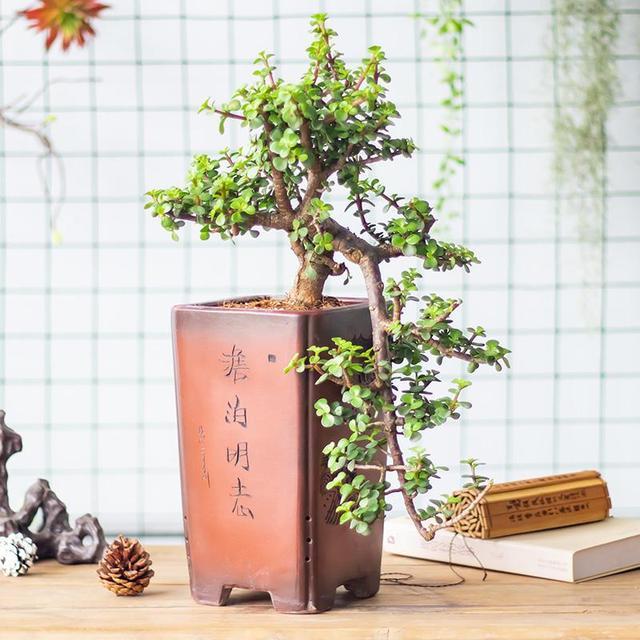 秋凉之后，金枝玉叶迎来了高光时刻，但在这之前，要先做好修剪