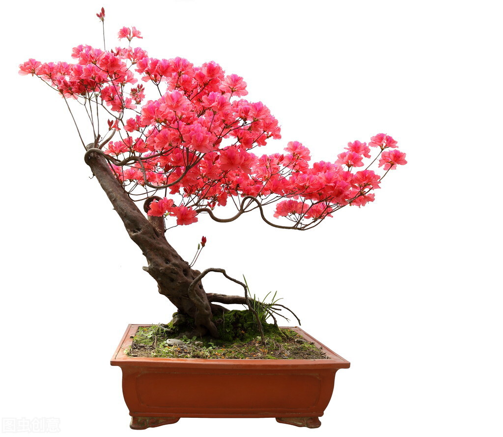 盆景一定得要名贵花木？试试这几种，平常花草一样造就漂亮盆景