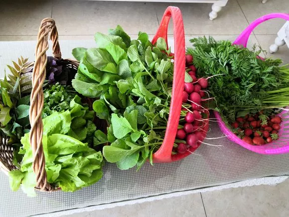 阳台种5种菜，1个多月就能吃，味美可口，天天收获不断