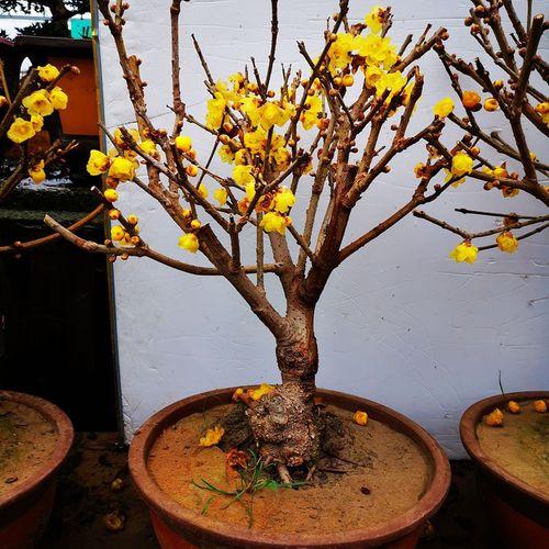 腊梅花想要多开花做好这4个方面的工作其实修剪工作很重要