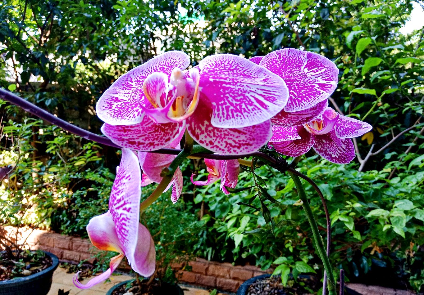 蝴蝶兰又长根芽，一直不长花芽怎么办？希望来一个花芽提下精气神