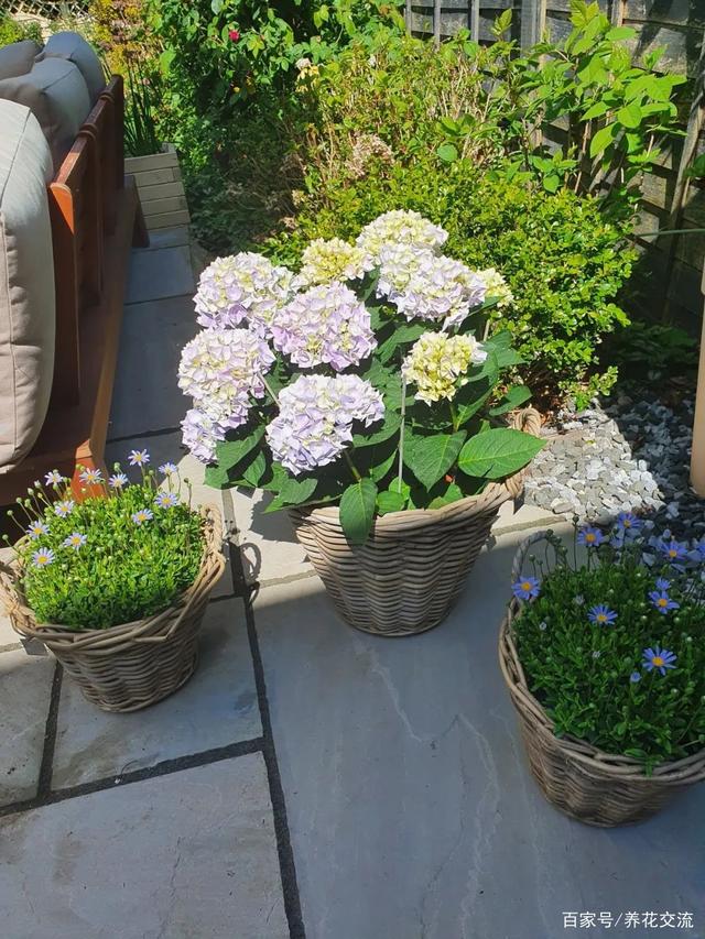 想养绣球花，看看你能否做好这6点？夏秋季节就不愁没花看了
